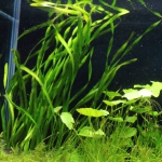 植栽から16日目　スクリューバリスネリア